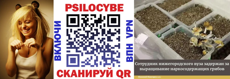 сайты даркнета официальный сайт  что такое   Владимир  Галлюциногенные грибы GOLDEN TEACHER 